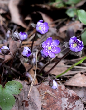 Zärtlichkeit der Natur / ***