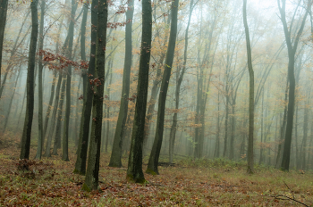 Herbstwald / ...