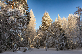 Winterabend im Wald / ***