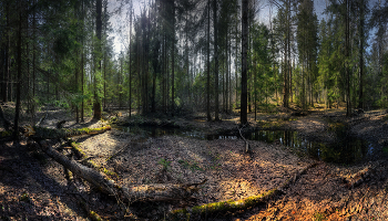 In der April-Wald / ***