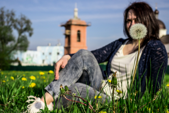 Taraxacum / ***