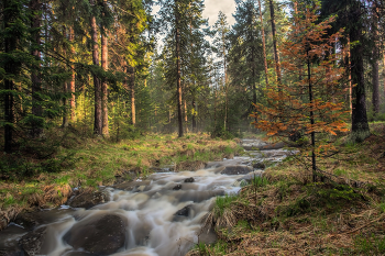 Im Frühjahr Wald / ***