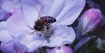 Sammeln von Pollen / ***