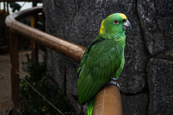 Parrot in Mexico City / Parrot in Mexico City