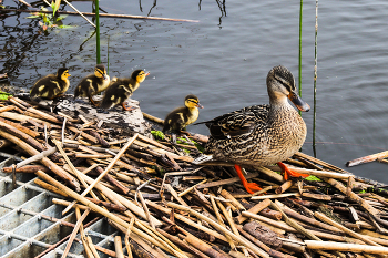 Ducks family / Ducks family