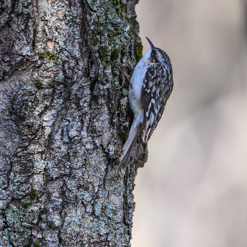 Brown creeper (American treecreeper) / Brown creeper (American treecreeper)