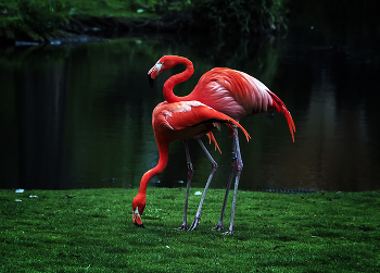 Flamingo / ***