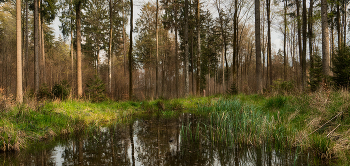 Waldsee / ***