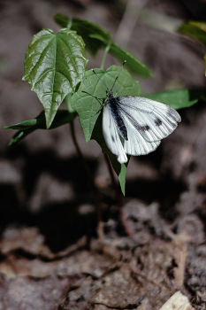 Schmetterling / ***