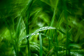 Nach dem Regen / ***