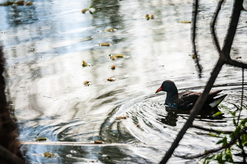 Wasser Henne / ***