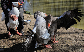 Kampf ohne Regeln / ***