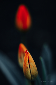 Tulips / ***
