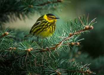 Cape May Warbler / Cape May Warbler