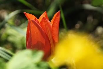 Tulpe / ***
