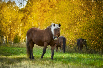 &nbsp; / --------------