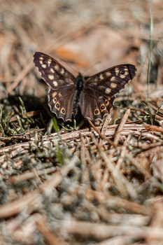 Schmetterling / ***