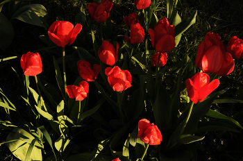 Rote Tulpen / ***