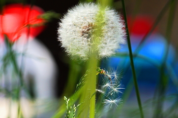 Sonnenblumen / ***