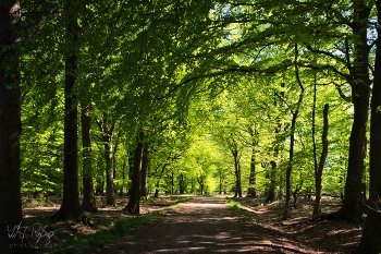 Wald im Frühling / Wald in Nordfriesland im Frühling