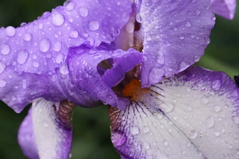 Nach dem Regen / ***