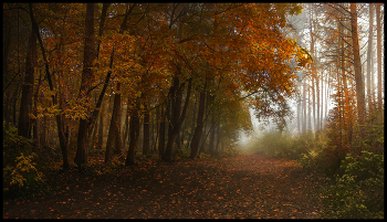 in den herbstlichen Wald / ***