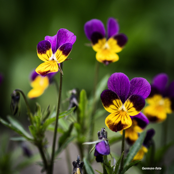 Pansy / ***