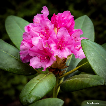 Rhododendron / ***