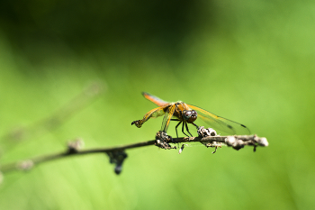 Dragonfly / ***