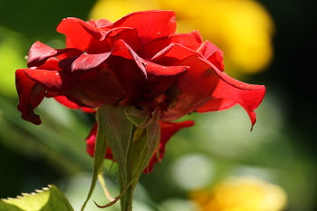 Rote Rosen / ***