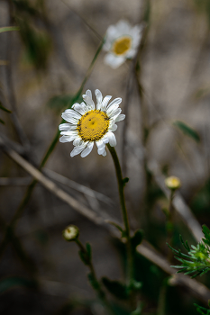 Auch Daisy, zwei hintereinander ... / ***
