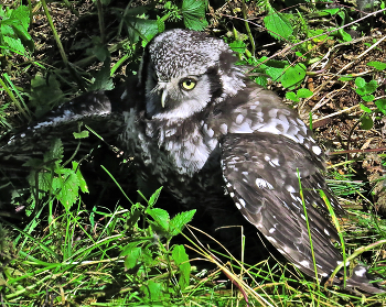 auf dem Nest / ***