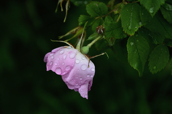 Nach dem Regen / ...