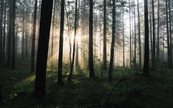 Morgen in den Wald / ***