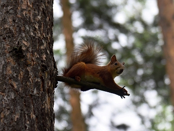 Eichhörnchen / ***