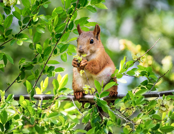 Mittagessen / ***