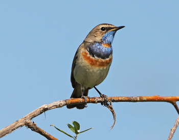 Blaukehlchen / ***