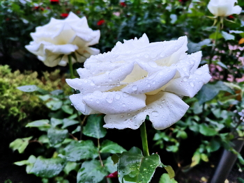 Weiße Rose / ***