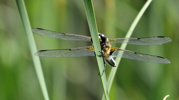 Dragonfly / ***