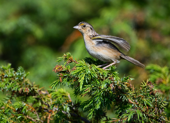 Clay-colored sparrow / Grasshopper sparrow