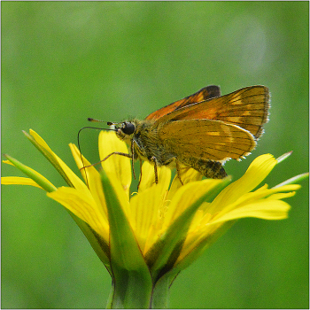 Summer Motiven. / ***