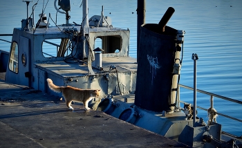 Bandit / ...