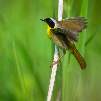 Common yellowthroat (m) / Common yellowthroat (m)