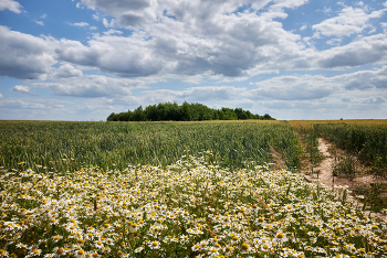 Gänseblümchen / ***