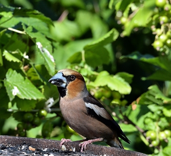 Grosbeak / ***