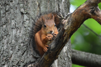 Eichhörnchen / ***