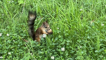 Eichhörnchen / ***