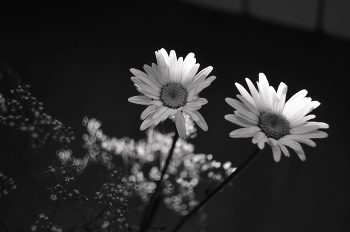 Paar / ***