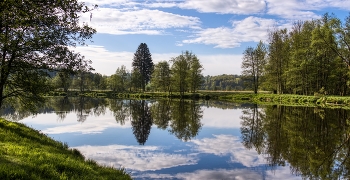 Spiegelung im Fluss / sich spiegelnde Uferlandschaft am Regen