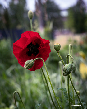 Mohn / ***